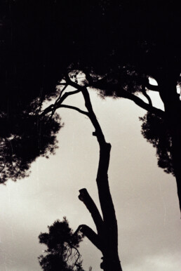 Trees analog by Ambre Renard